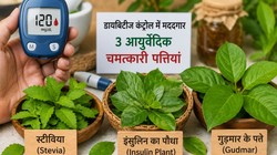स्टीवीयां, गुड़मार के पत्ते और इंसुलिन की पत्तियां क्या ब्लड शुगर कंट्रोल कर सकती हैं? आयुर्वेदिक एक्सपर्ट से जानते हैं इन हर्ब्स की जानकारी