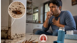 Cockroach Allergy, Dead Cockroach Allergy, Asthma Trigger, Allergy Symptoms