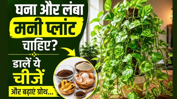 money plant care | money plant ko ghana kaise banaye | money plant mein kya dalen
