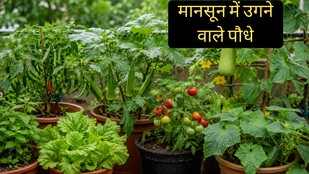 monsoon mein kaun se paudhe lagaye | monsoon mein lagne wale plant | monsoon plants for home