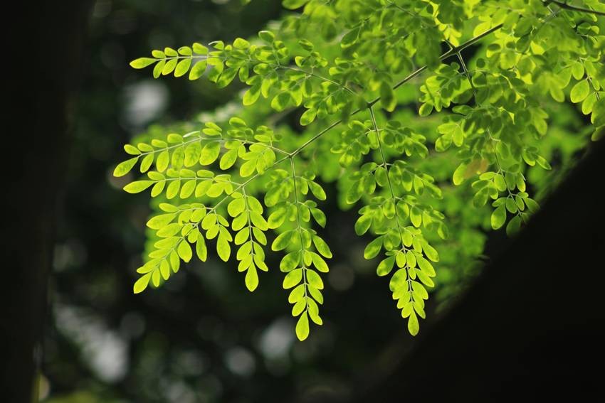 moringa leaves