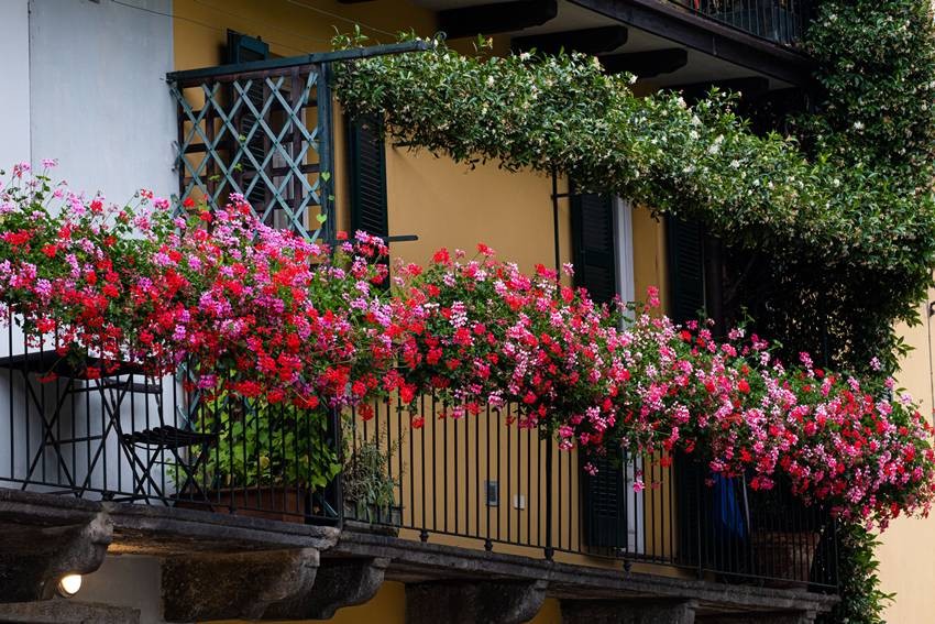 Best climbers for balcony garden