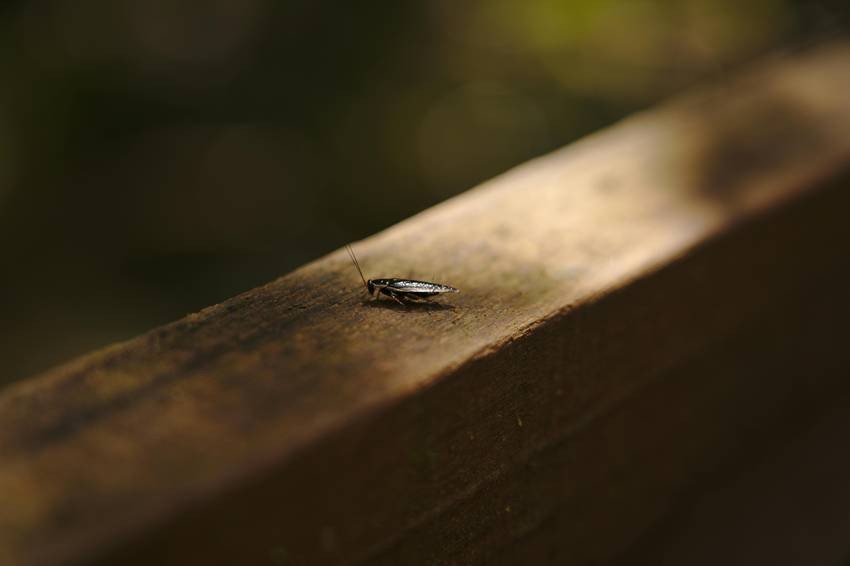 pexels-manglemix-11144654