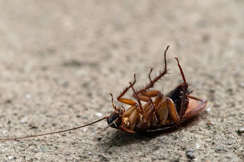 safe cockroach removal method