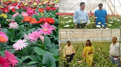 गन्ना-गेहूं छोड़ फूलों से महकी किसानों की किस्मत, 1 एकड़ से कमा रहे ₹9 लाख तक का मुनाफा