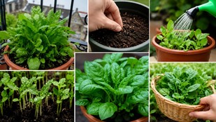 monsoon mein palak kaise ugaye | gamle mein palak kaise lagaen | gardening tips