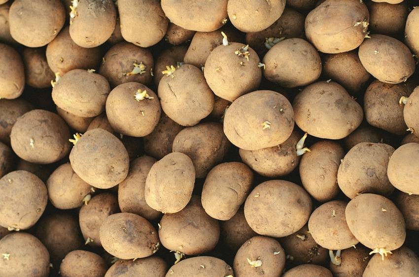 sprouted potatoes