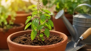 tulsi ka paudha sukh jata hai to kya karen | tulsi ka paudha kyon sukh jata hai | Tulsi ka paudha sukh raha hai kya karen