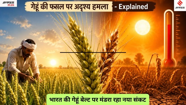 India Wheat Crop, Wheat Crop Climate Change, Night Temperature Impact on Wheat, February Heat and Wheat