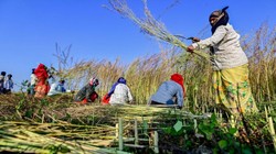 ‘कर्जमाफी किसानों के साथ धोखाधड़ी’, महाराष्ट्र सरकार की इस योजना पर विपक्ष क्यों उठा रहा सवाल?