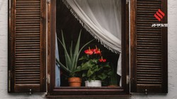 घर को प्राकृतिक खुशबू से महकाएंगे ये 5 सुगंधित पौधे, एयर फ्रेशनर की नहीं पड़ेगी जरूरत