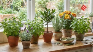 7 Houseplants That Cockroaches Hate the Most