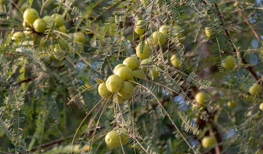 which state produces most amla in India