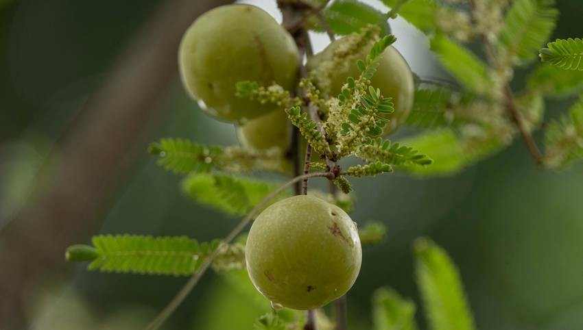 top amla producing state