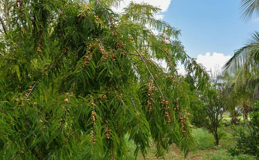 amla production in India