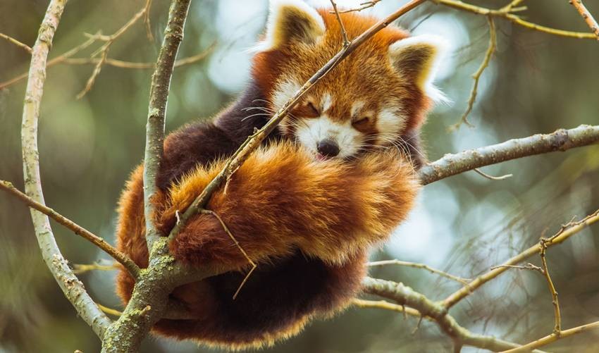 animals that sleep standing up