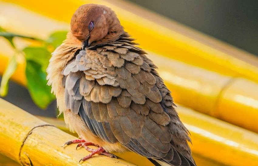 animals with strange sleeping styles