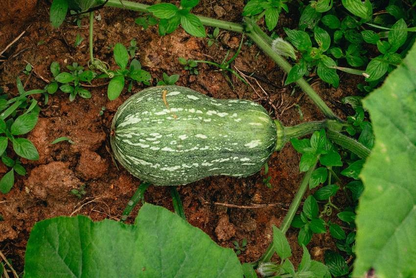 Ash Gourd (Pethakaddu)