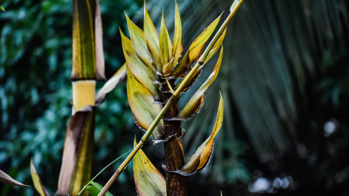 Bamboo