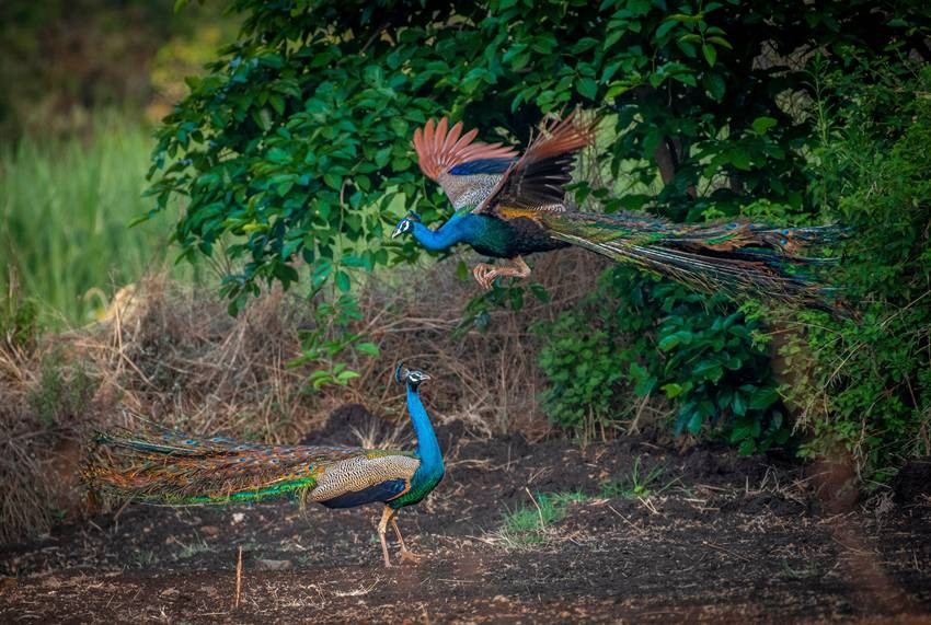 Bankapura Peacock Sanctuary, Karnataka