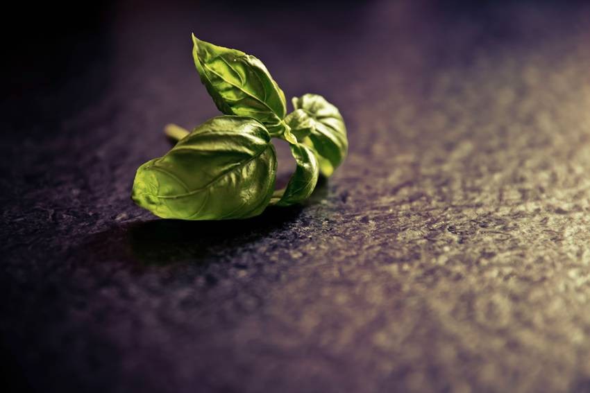 Basil