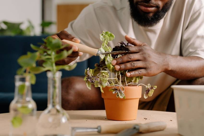 Basil