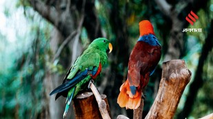 Best Bird Documentaries to Add to Your Watchlist
