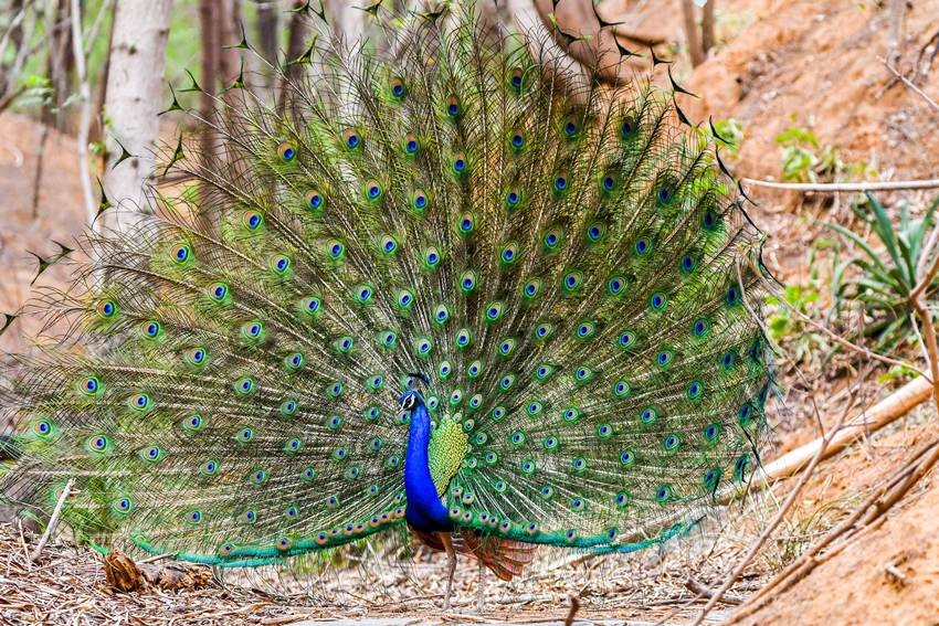 Best places to see peacocks,