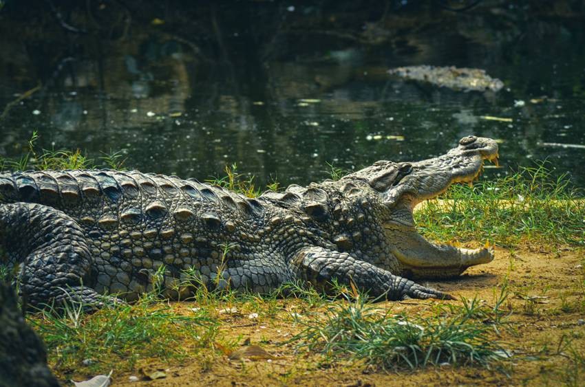 Bhitarkanika National Park, Odisha