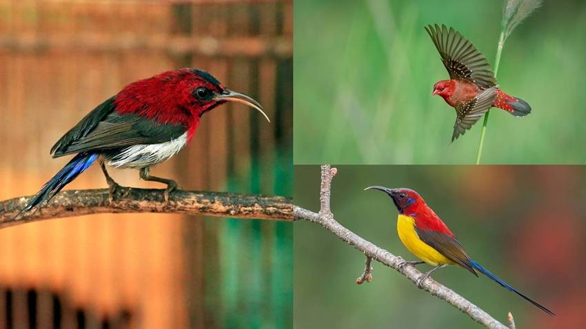 Biodiversity of India