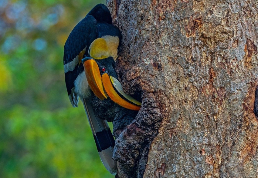 Bird's the Word