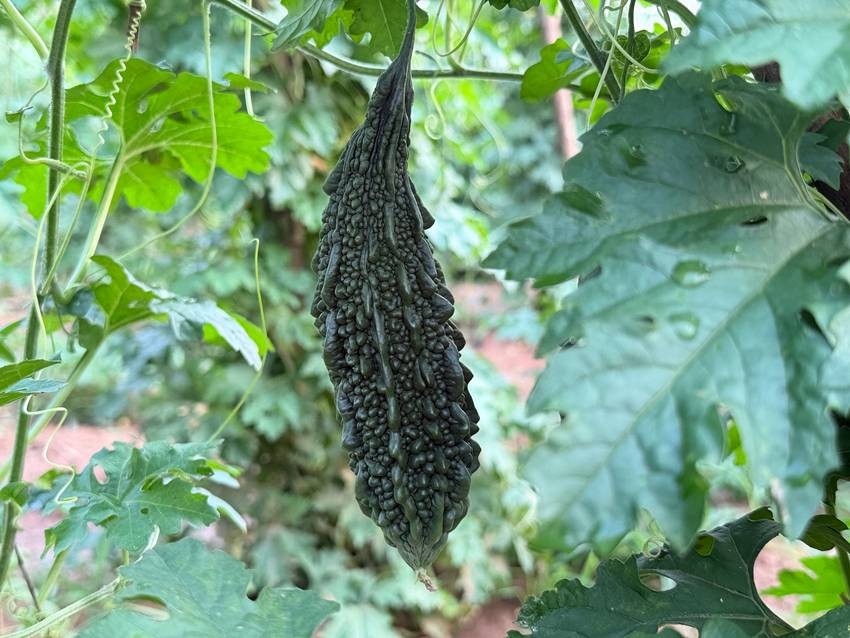 Bitter Gourd (Karela)