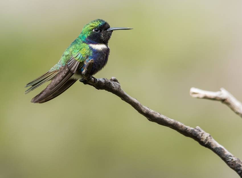 Blue-capped ifrita