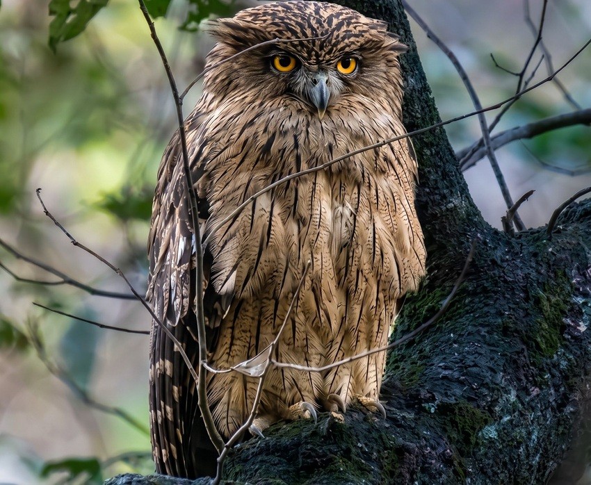 Brown Fish Owl