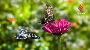 Butterflies