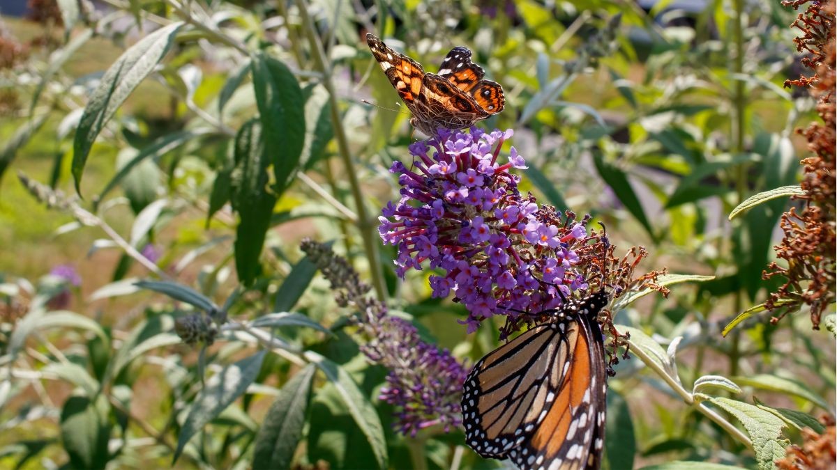 Butterfly Bush