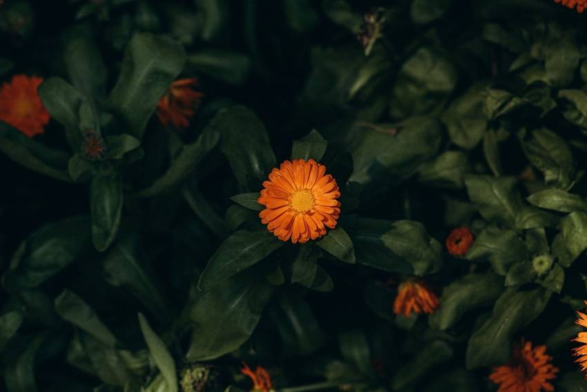 Calendula