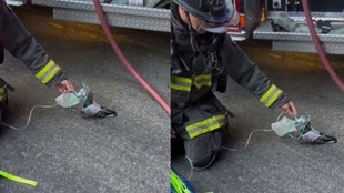 California firefighters save injured pigeon, viral pigeon rescue video