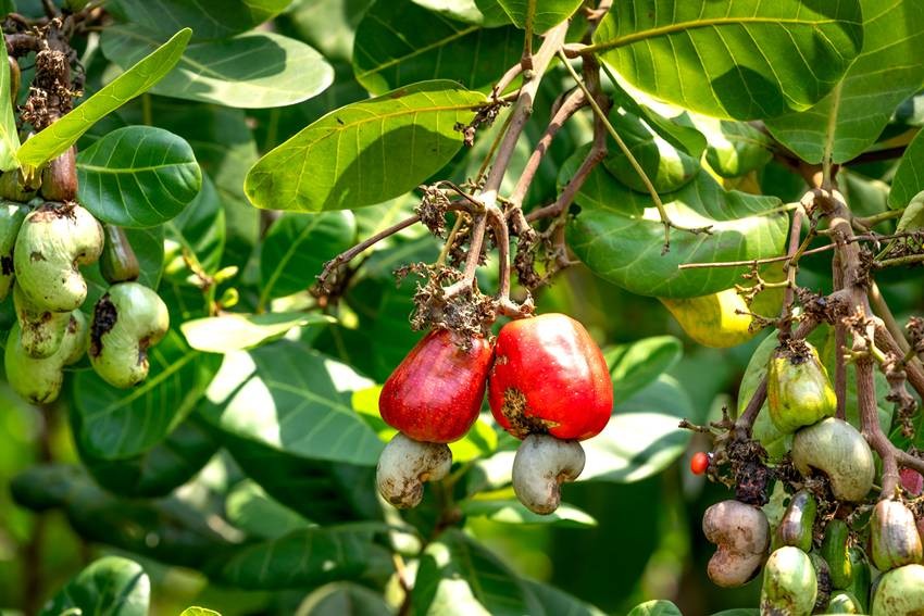 Cashew harvesting