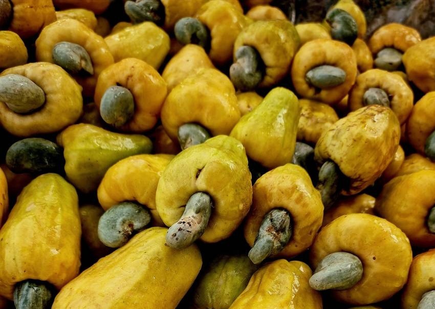 Cashew industry
