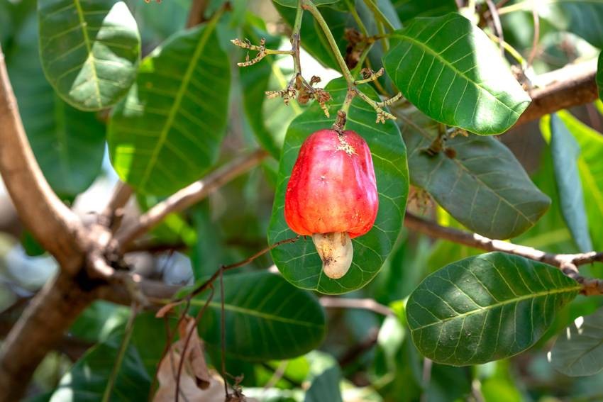 Cashew processing