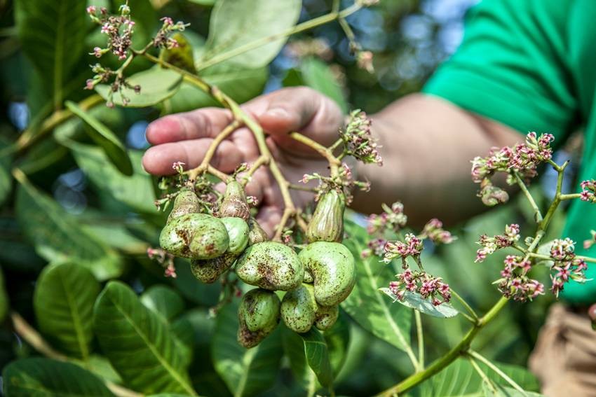 Cashew production