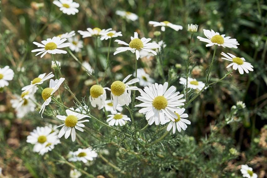 Chamomile