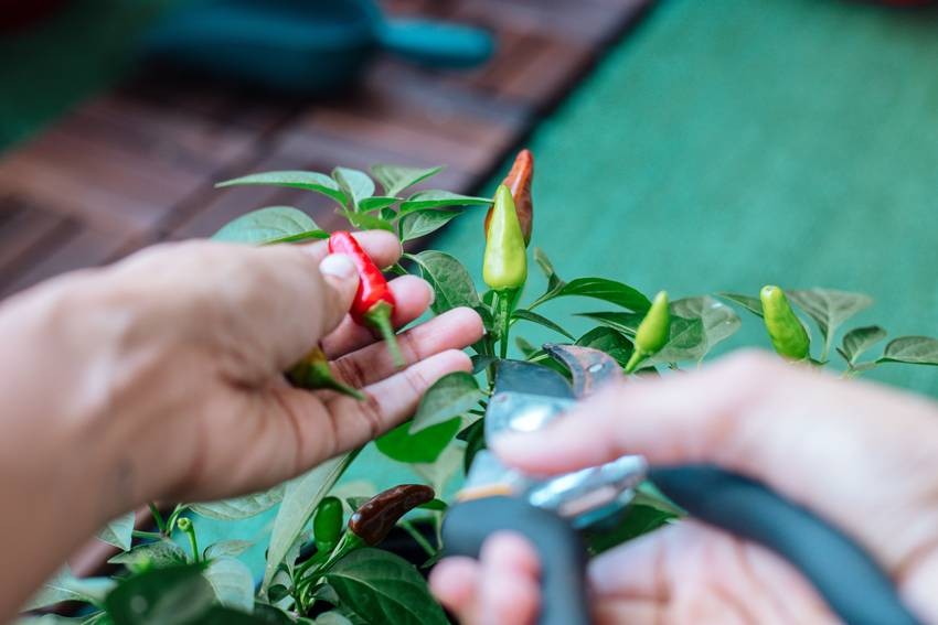 Chilli peppers