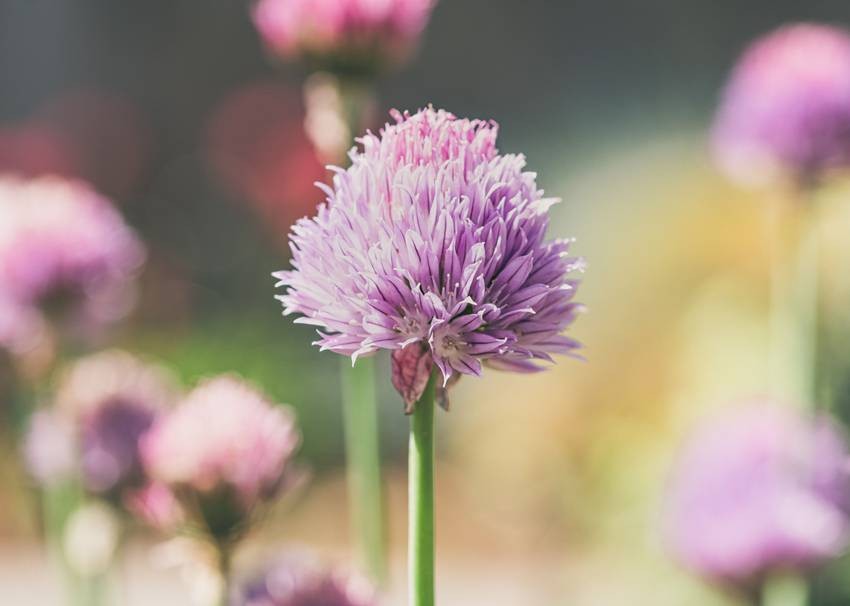 Chives