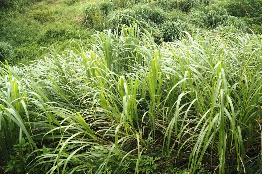 Citronella Grass