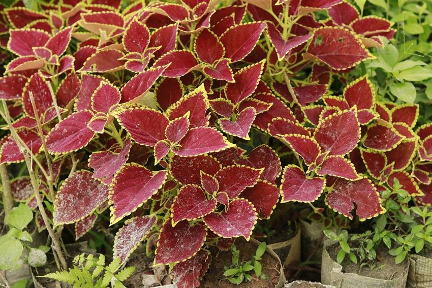 Coleus