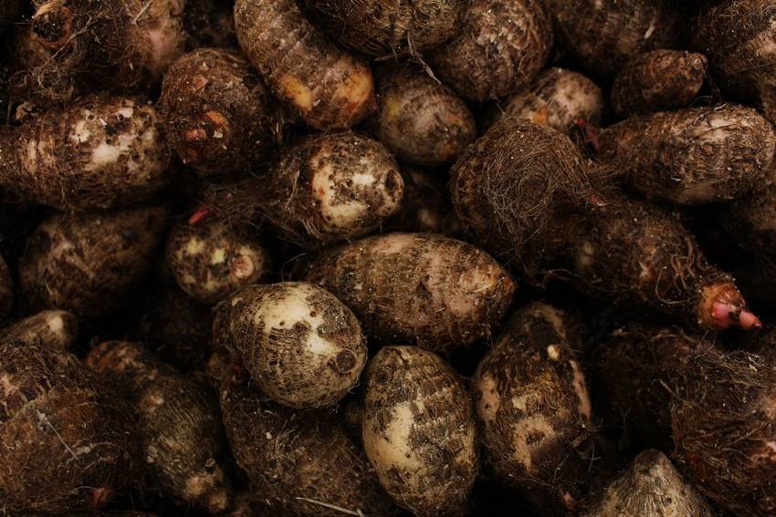 Colocasia (Arbi)