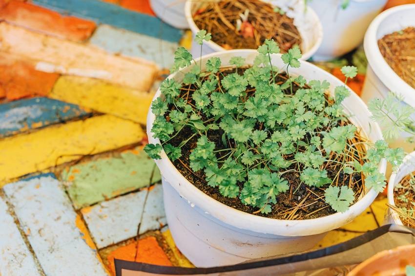 Coriander (Cilantro)