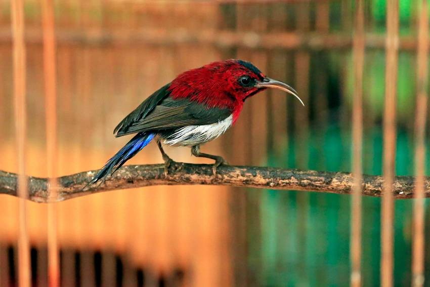 Crimson sunbird